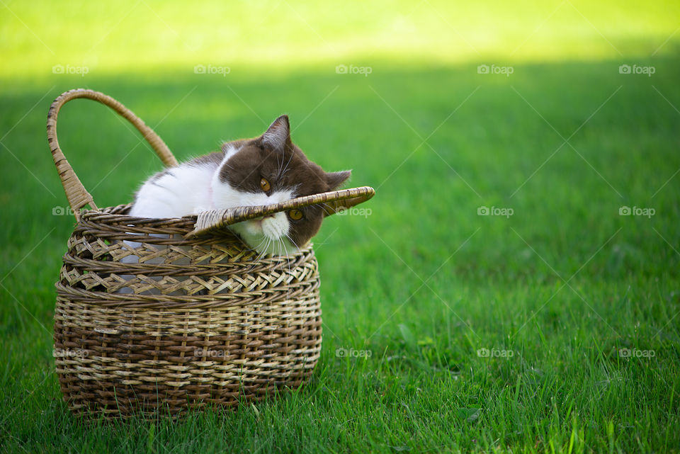 Cute british shorthair cat in basket