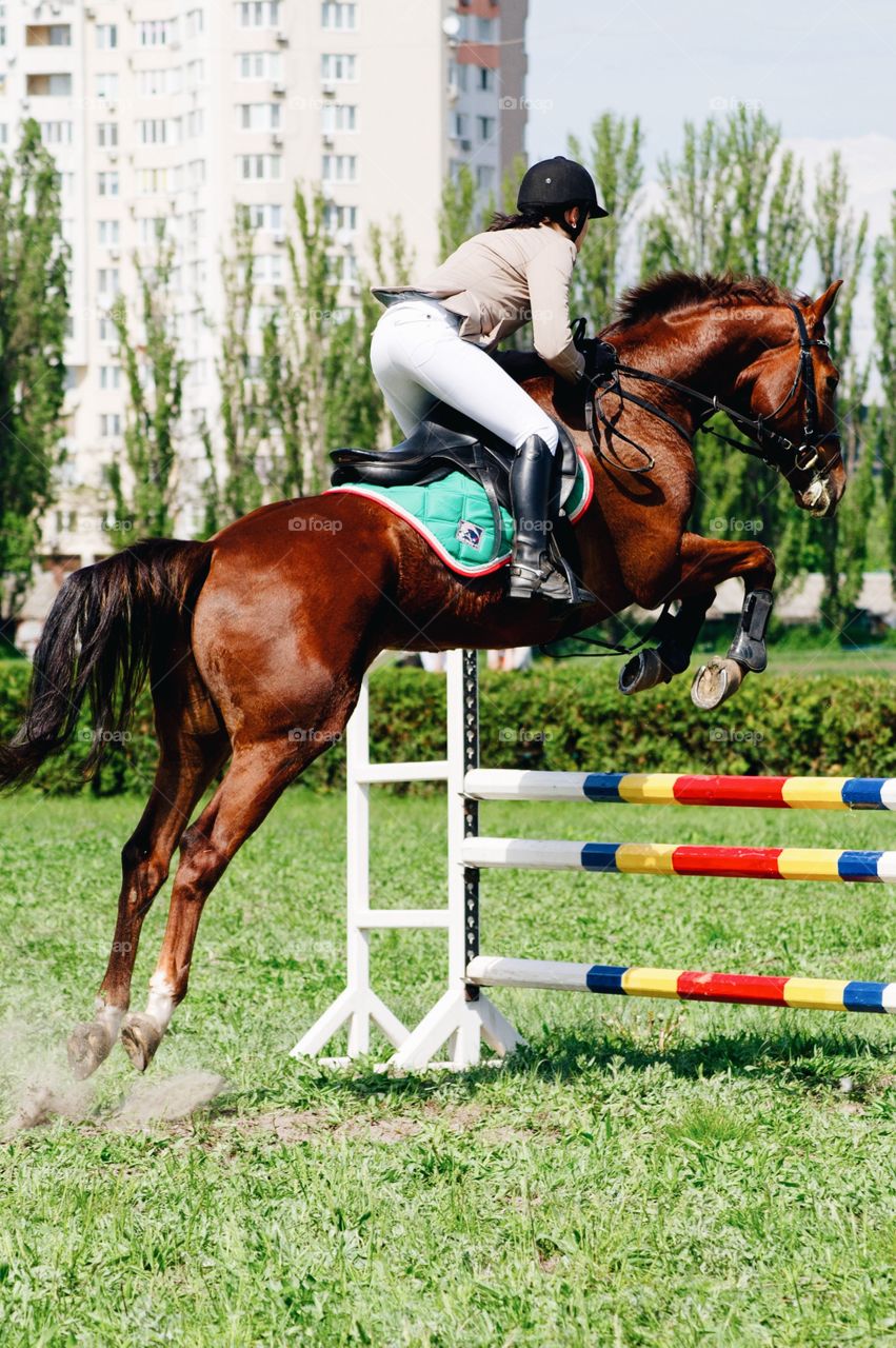 Jockey jumping horse over hurdles