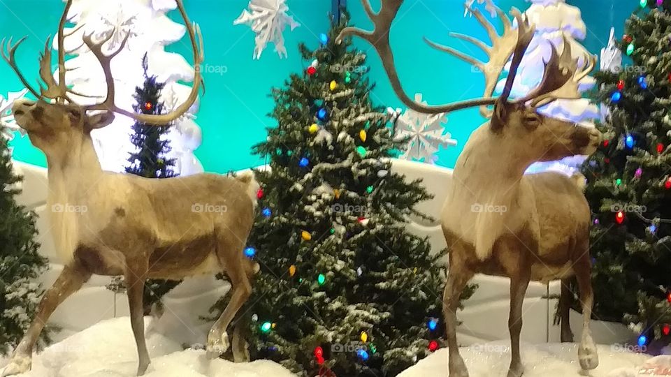 rain deers & Santa in Savannah Georgia Chatham county Bass pro shop.2017