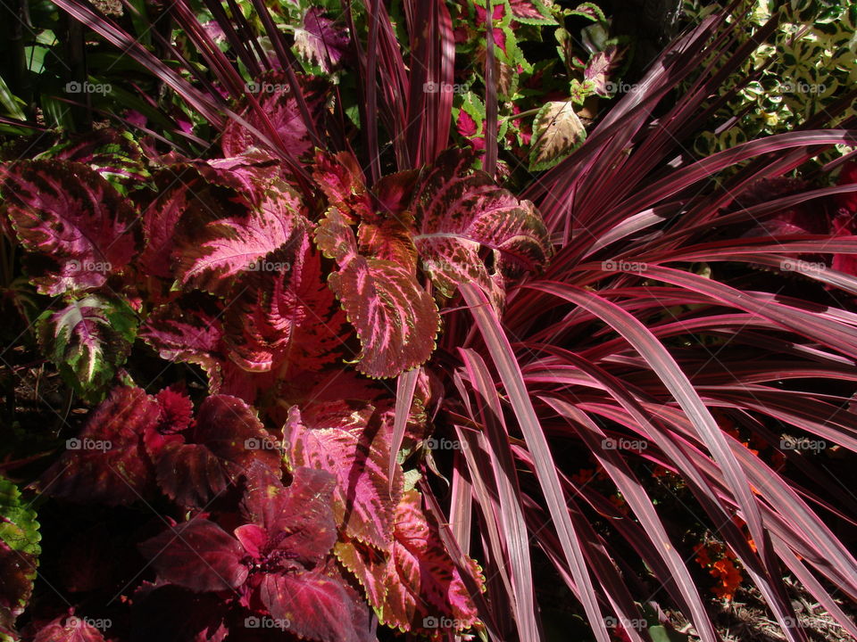 Colorful plant