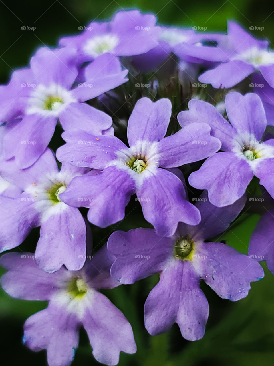 Closeup of wild verbena purple cluster flowers.  This beautiful wildflower helps repair disturbed soil, an important part of soil sustainability.