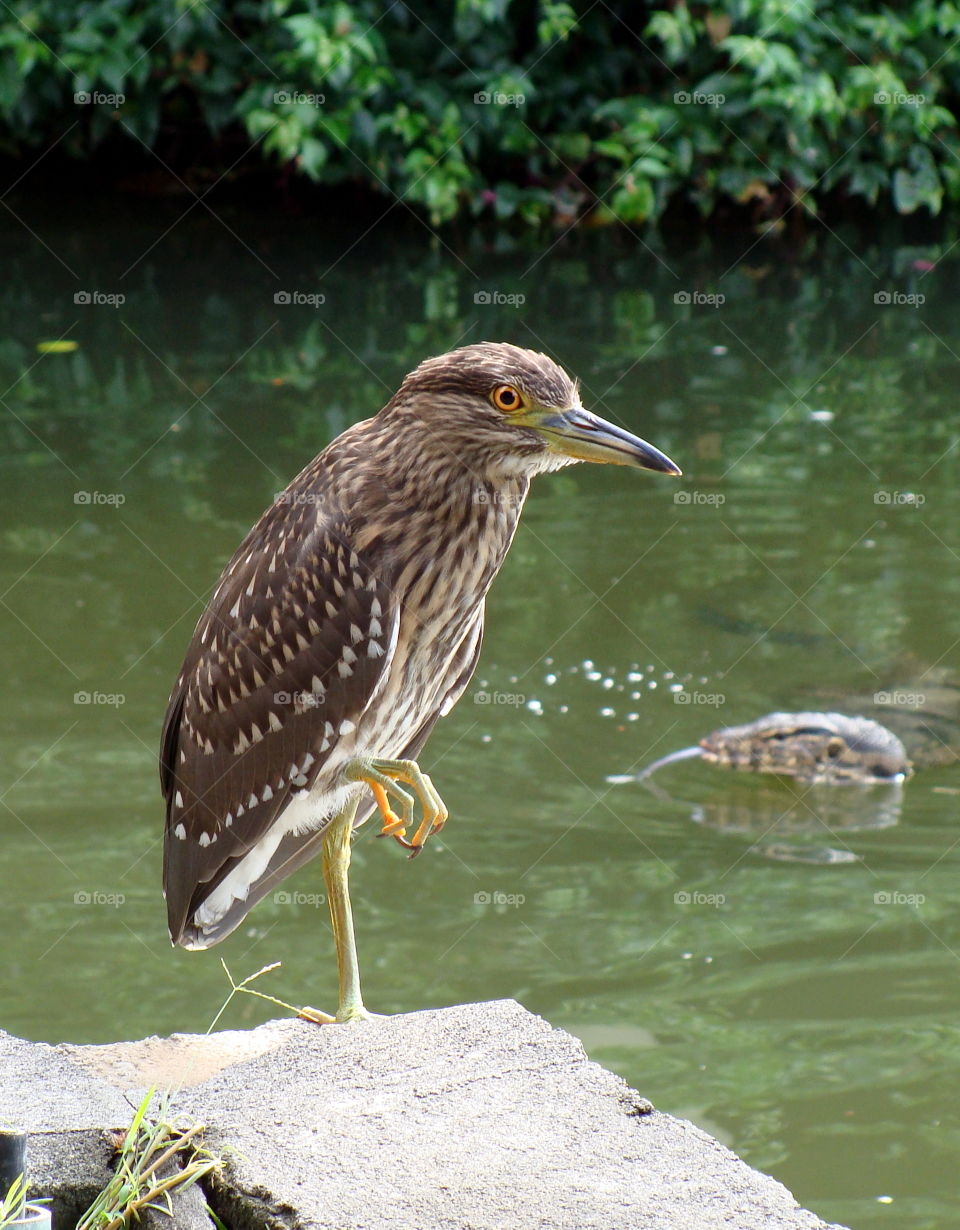 Photo with varan in the background 😄