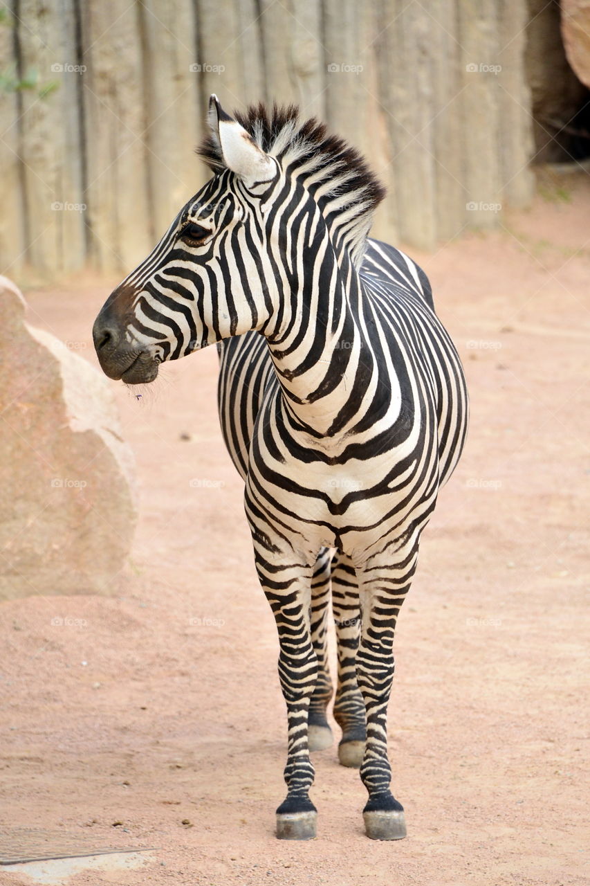 zebra