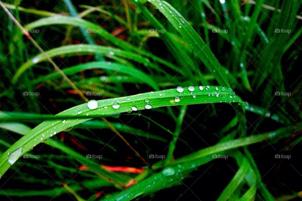 sweden city nature grass by strmisabella