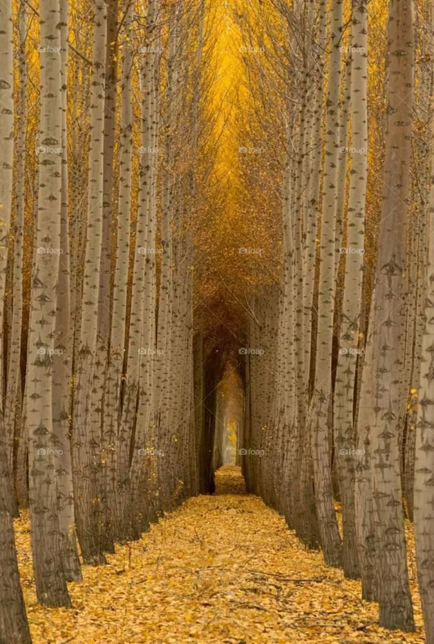 natural yallow tree land view