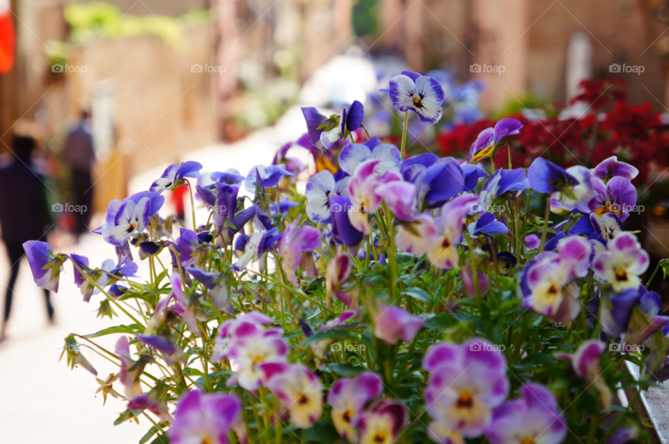 flowers italy tuscany by SirBluto