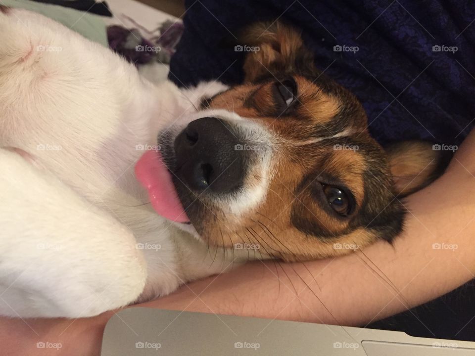 The pink tounge of a sleepy puppers (doggo). A blep is a blep