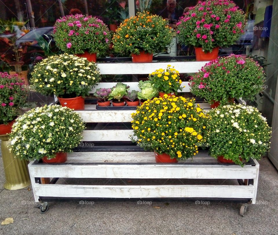 Flower, Garden, Flora, Bench, No Person