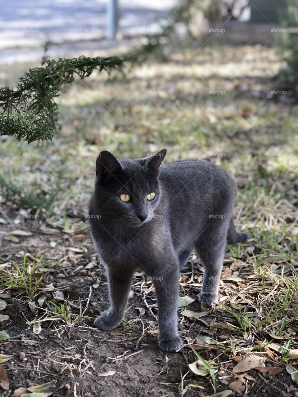Pepper, the Chartreux cat, posing as a panther.