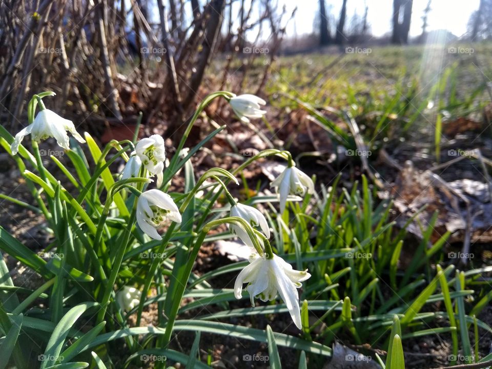 spring flowers growing beautiful landscape mobile photography