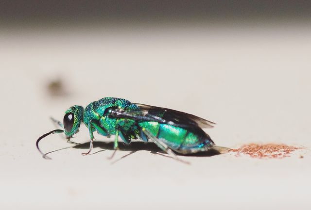 Insect, Nature, Animal, Fly, Wildlife