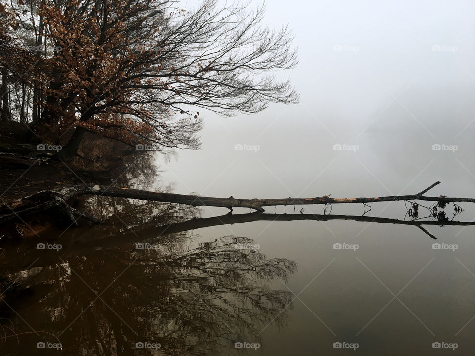 Crystal clear reflections of tree branches and a log stretching over the placid surface of the water at a lake in North Carolina on a foggy morning