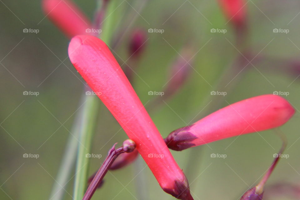 Red buds