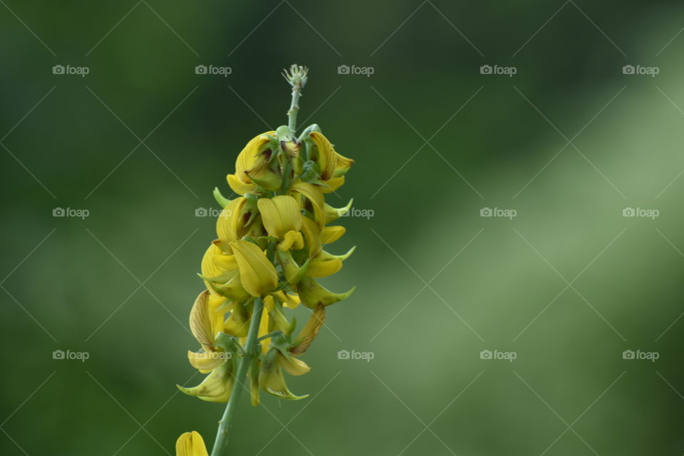 bunch of yellow flower
