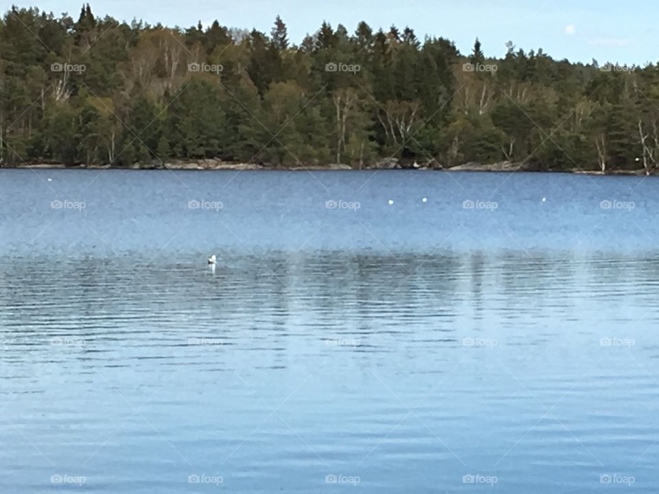Lake near Gothenburg 