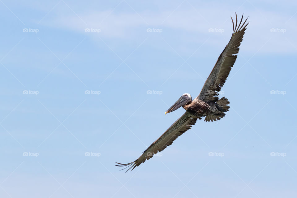 Pelican bird in flight with widespread wings, blue sky 