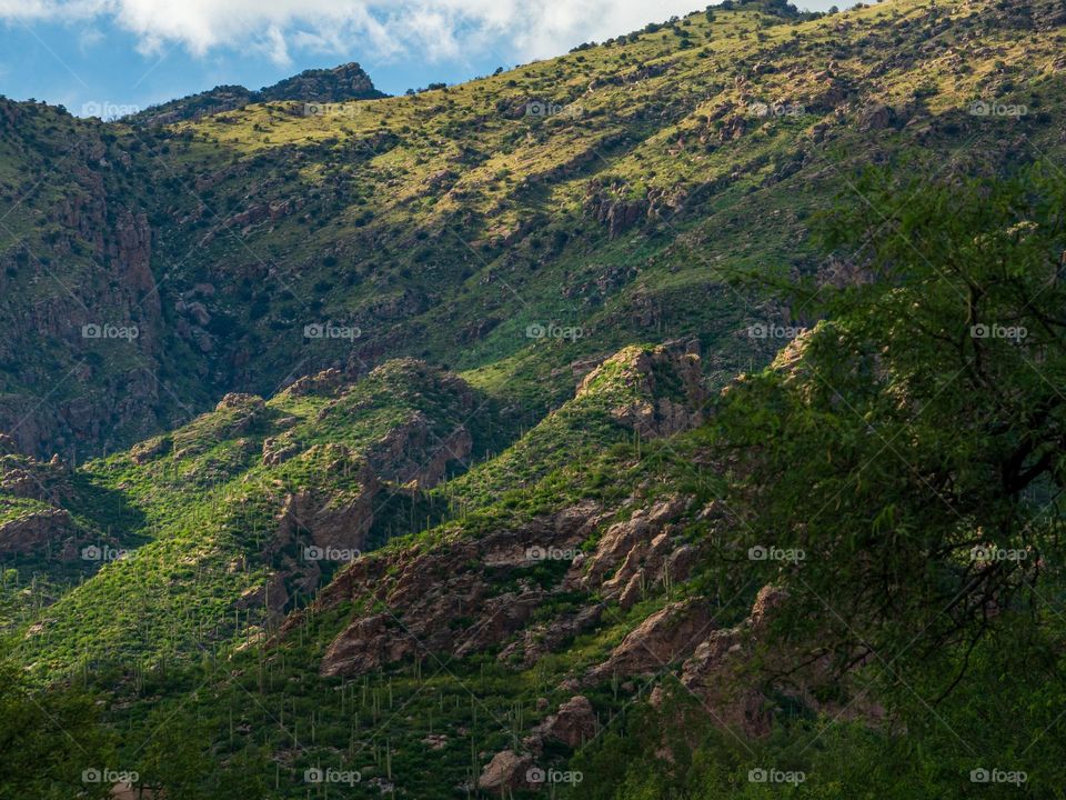 The Catalina mountains near Tucson Arizona bloom with spectacular emerald green life following monsoon storms