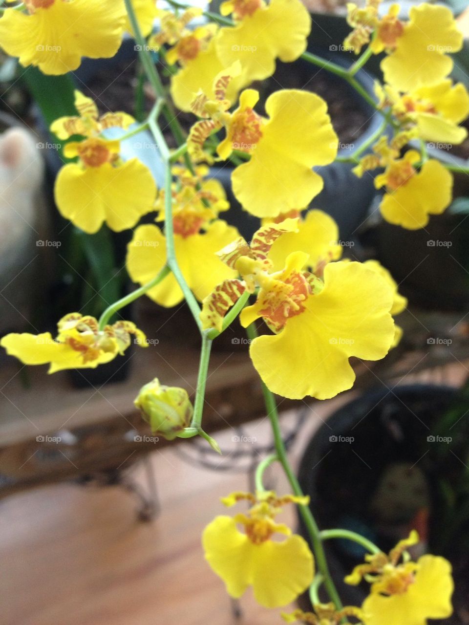 Yellow Lady Orchids