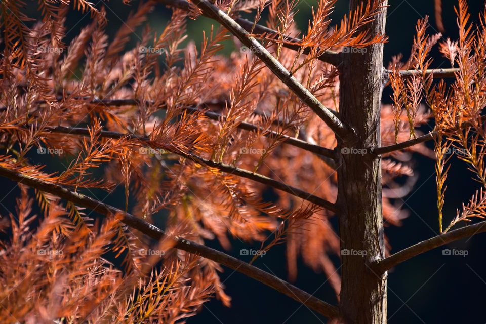 Bald Cypress in Autumn