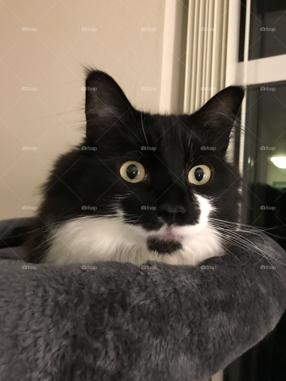 Tuxedo cat laying on a cat tree. 