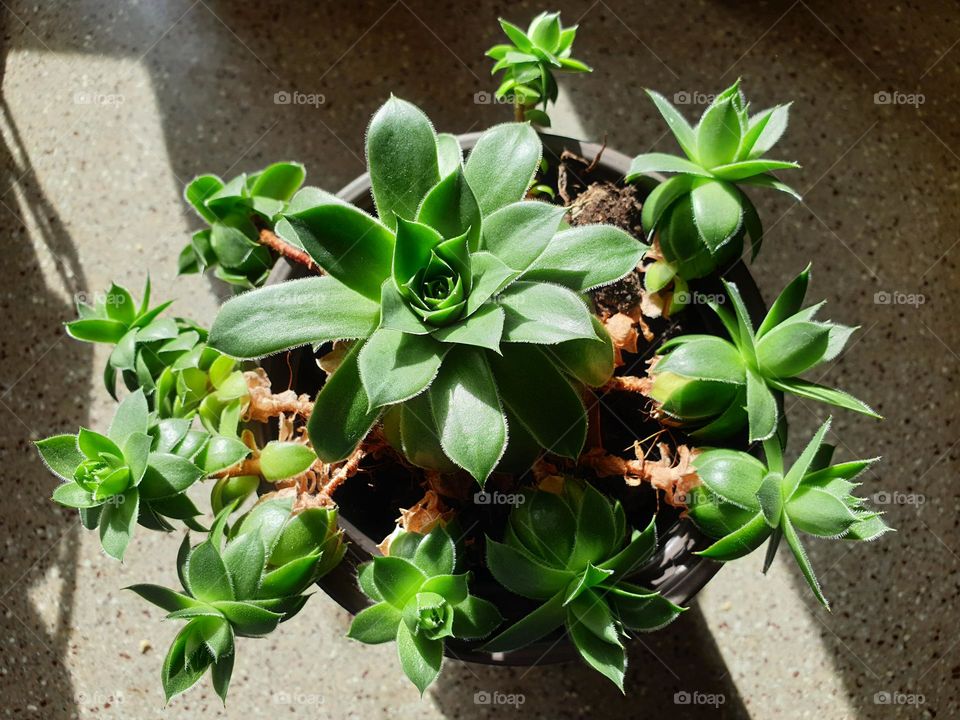 cactus plants with baby shoots