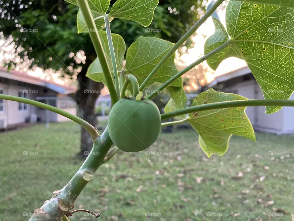 Buah Jarak