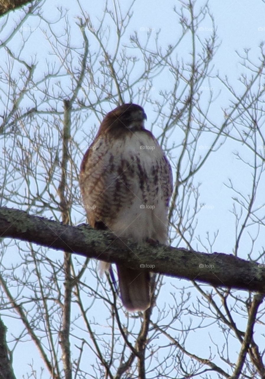Young hawk looking around 