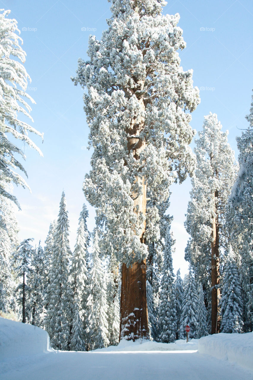 Winter. Sequoia 