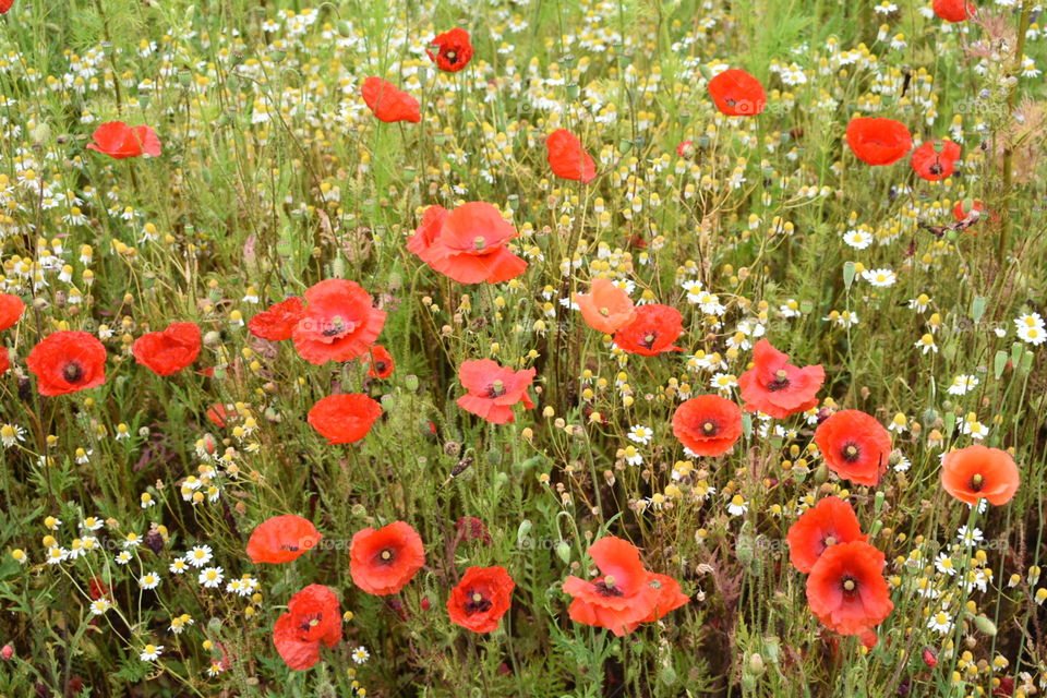 A field full of flowers