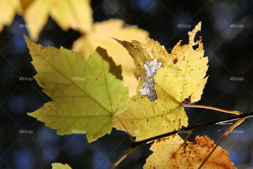 yellow leaves.