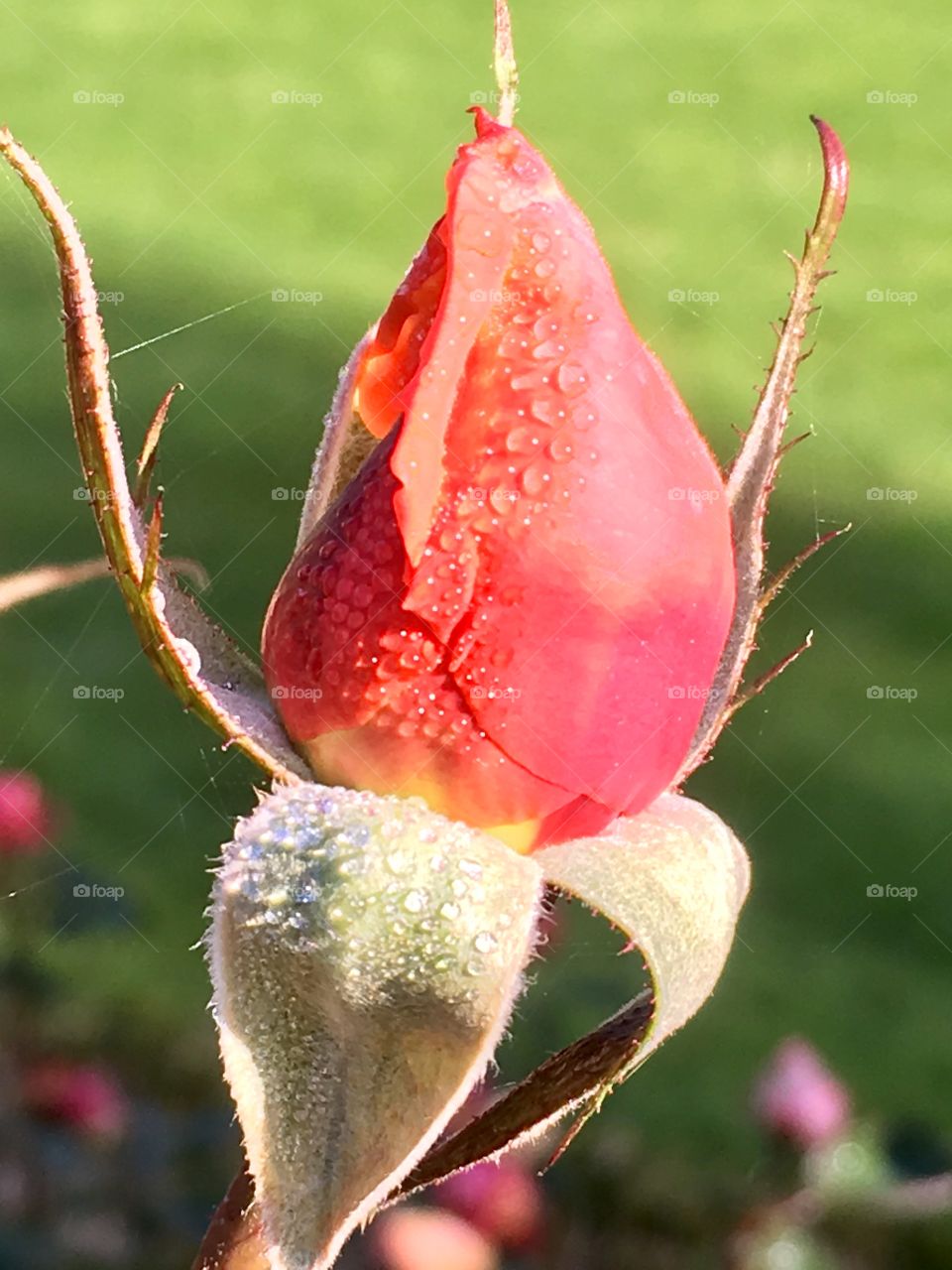 Morning dew on an unopened rose as it awaits to blossom into it’s full, beautiful self