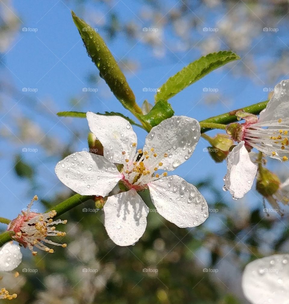 blühen Blüte Frühling Frühjahr