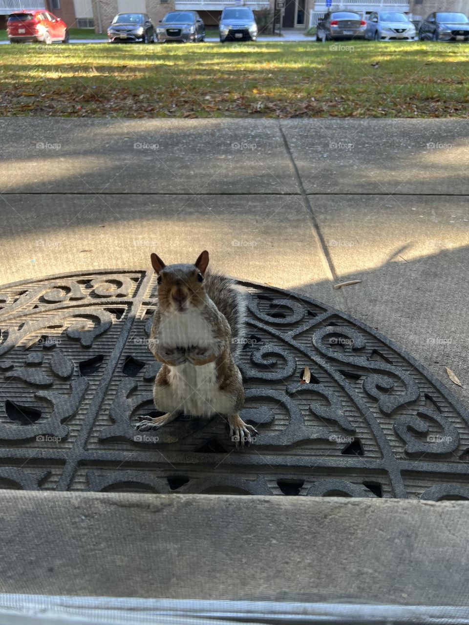 Squirrel