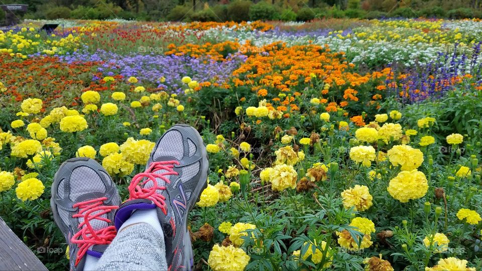 Flower fields