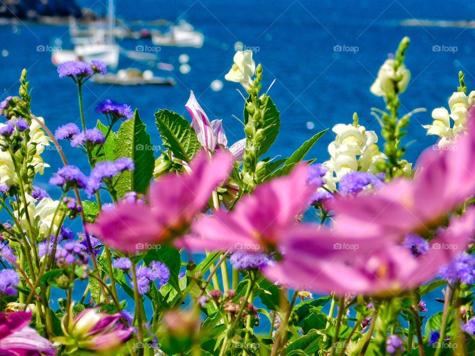 Close-up of variety of flowers