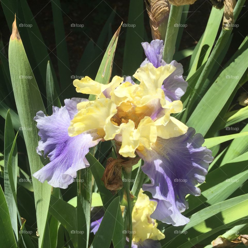 Silk Road iris. Shot in Berkeley, CA. 