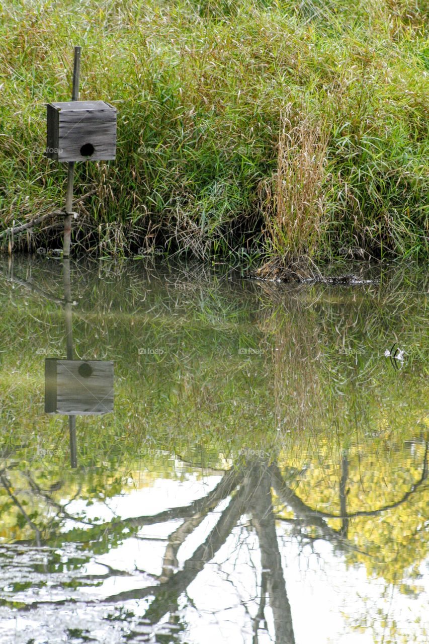 Reflection of birdhouse in water