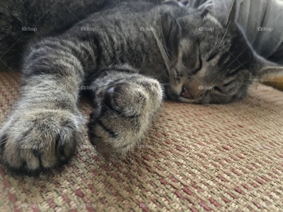 Cat, Kitten, Pet, Mammal, Sleep