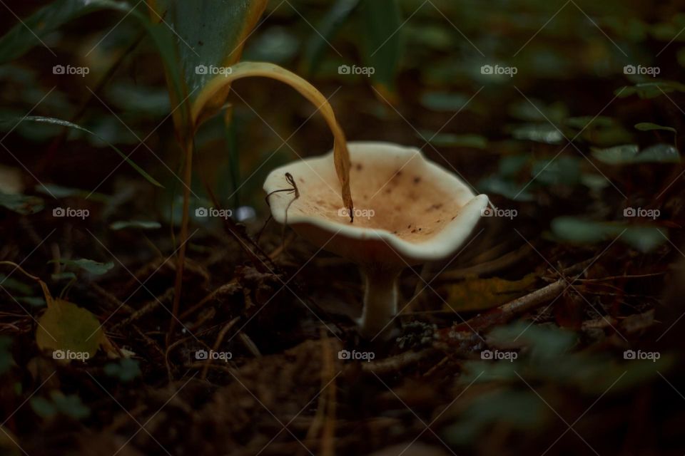 Mushrooms in a autumn sunny forest