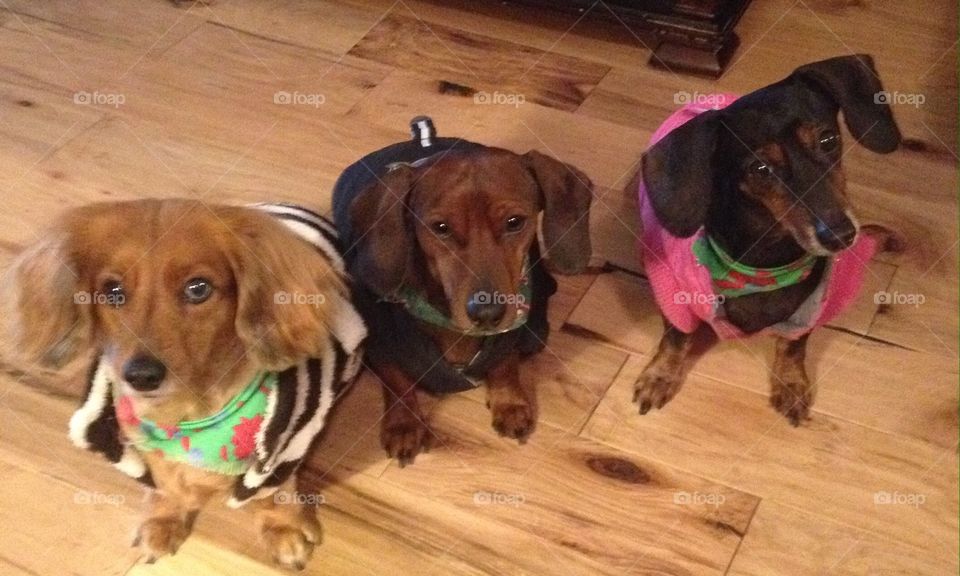 Molly, Slink and Angel. The three rescue dogs. 