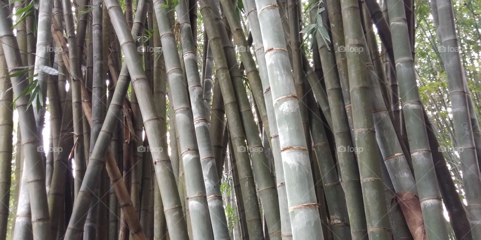 Giant Bamboo of Bogor City