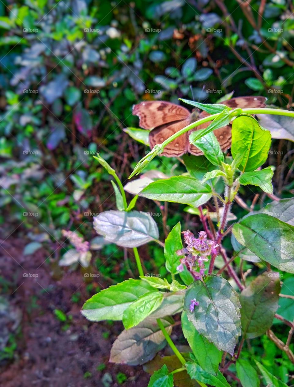 Butterfly resting on tulsi plant