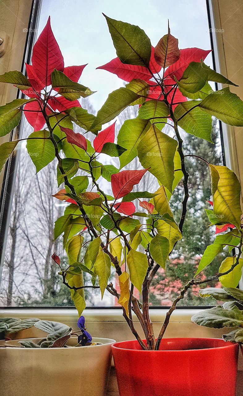 Plants at the window