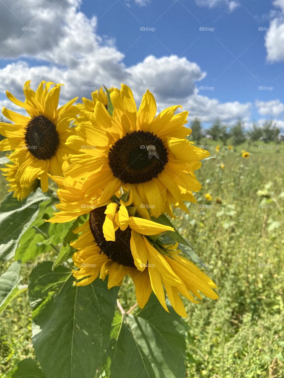 Sunflowers are the best! 