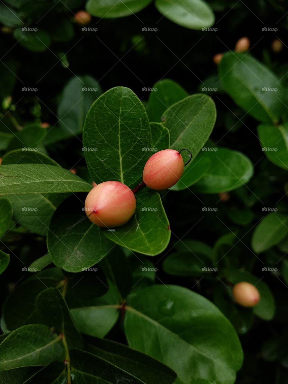 karonda plant