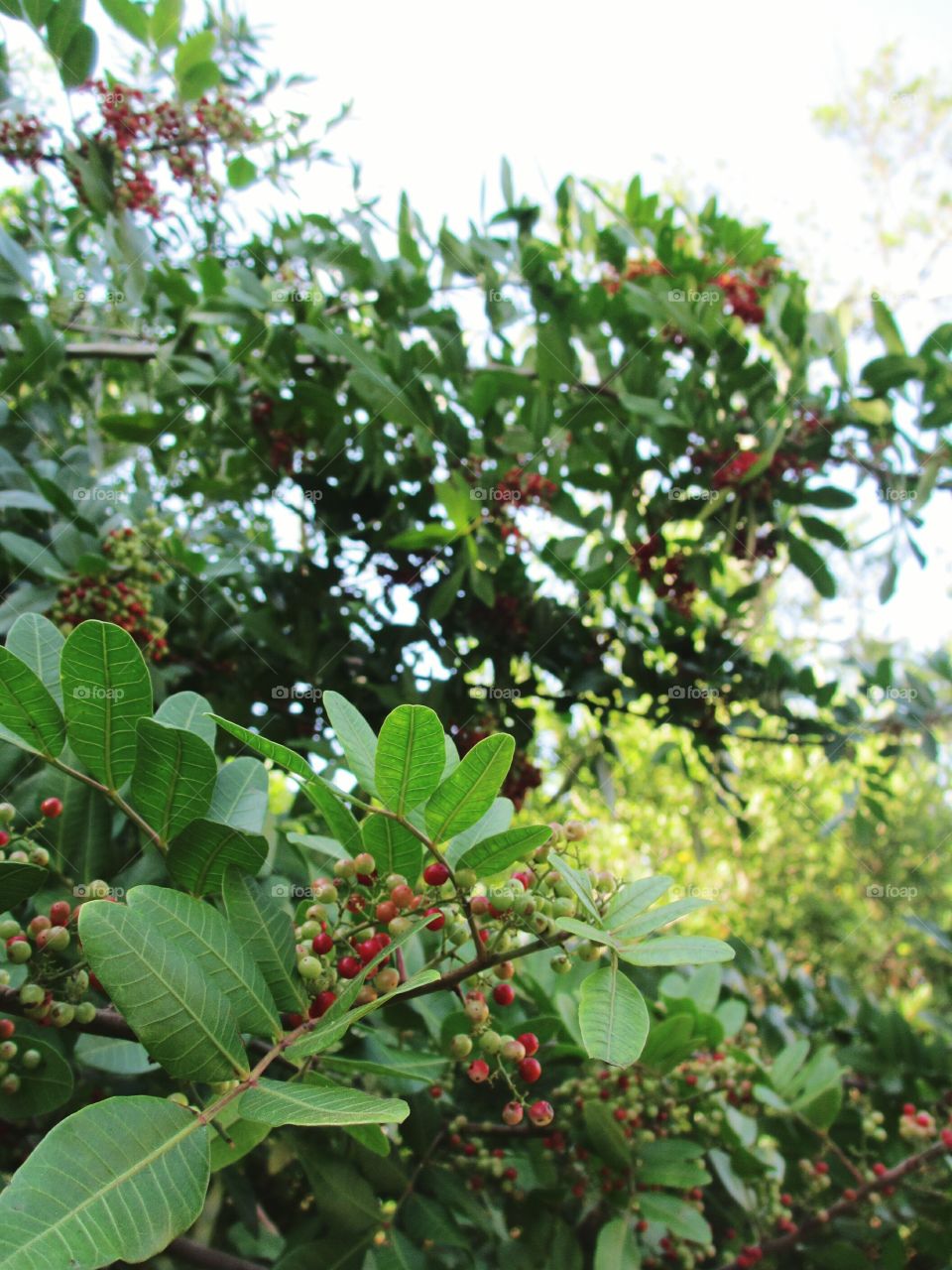 Brazilian Pepper tree
