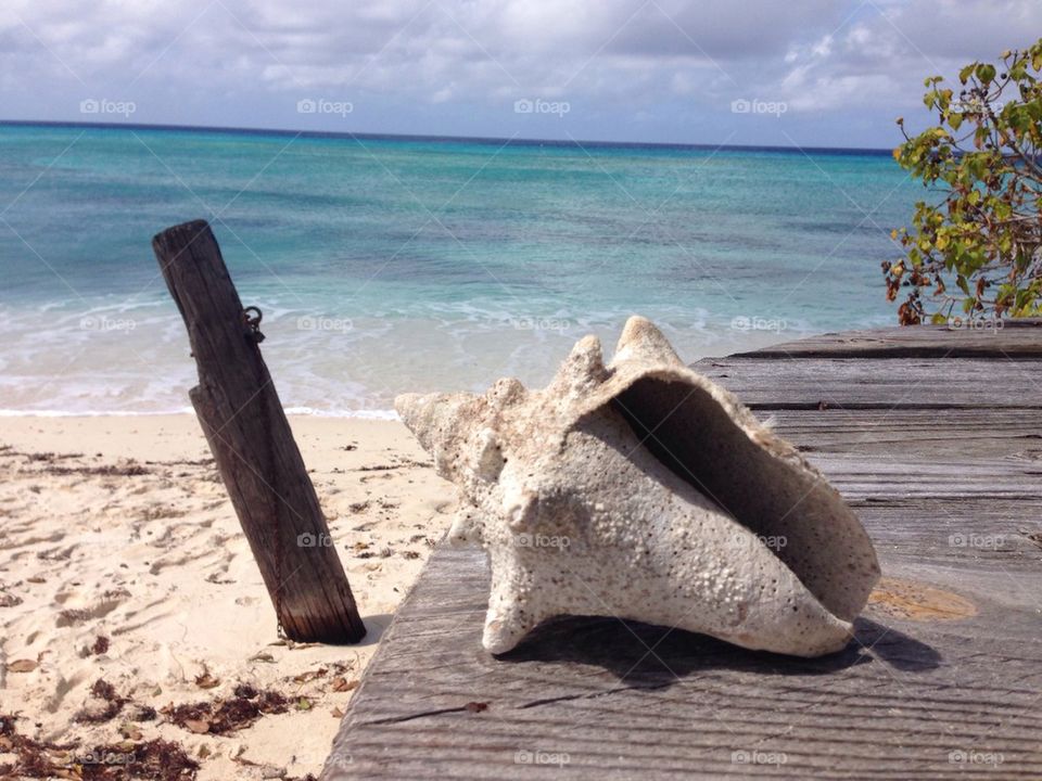 Conch at the beach
