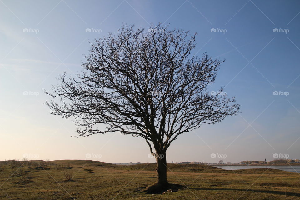 Lonely Tree