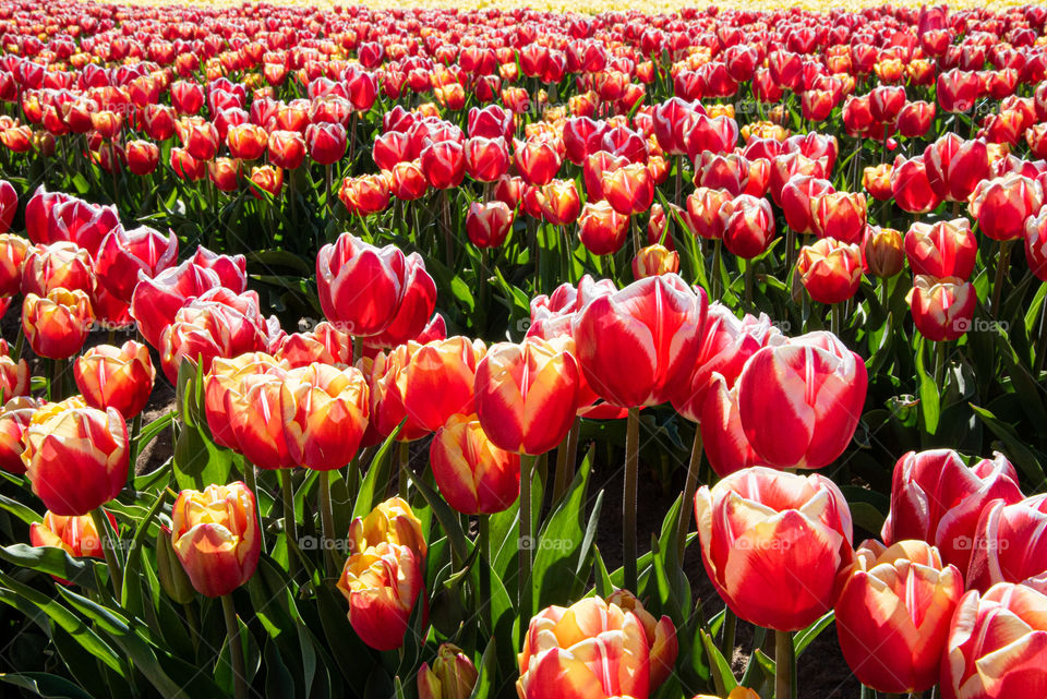 Field of tulips