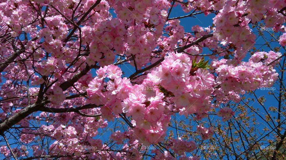 Japanese cherry blossoms close up